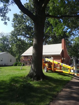 Tree Trimming using Tree Pruing