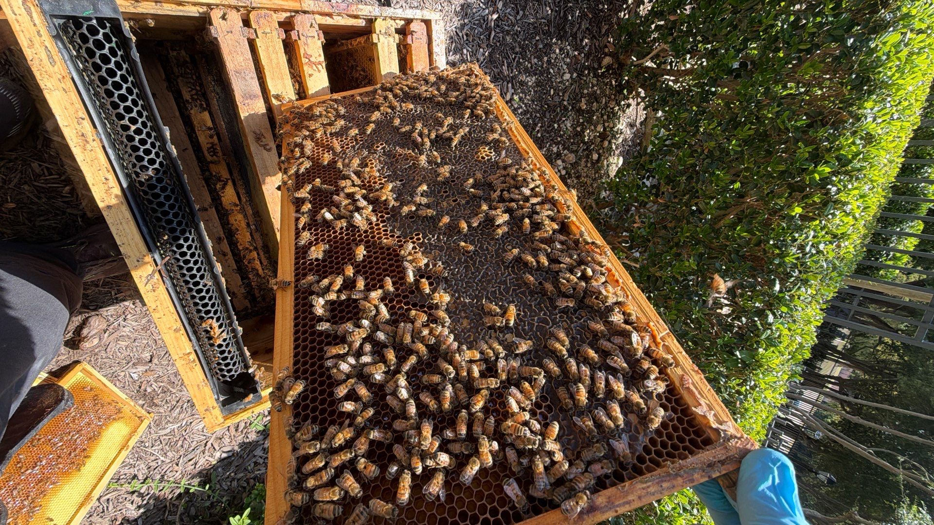 Apartment Retreat for Honey Bees in Garland by Rockwall Honey Bee Company