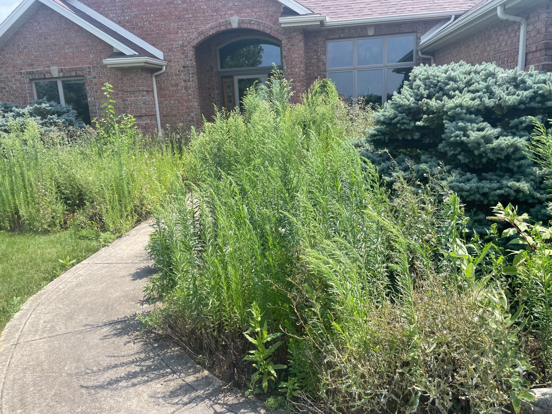 Overgrowth Takeover by Carrs lawn and landscape