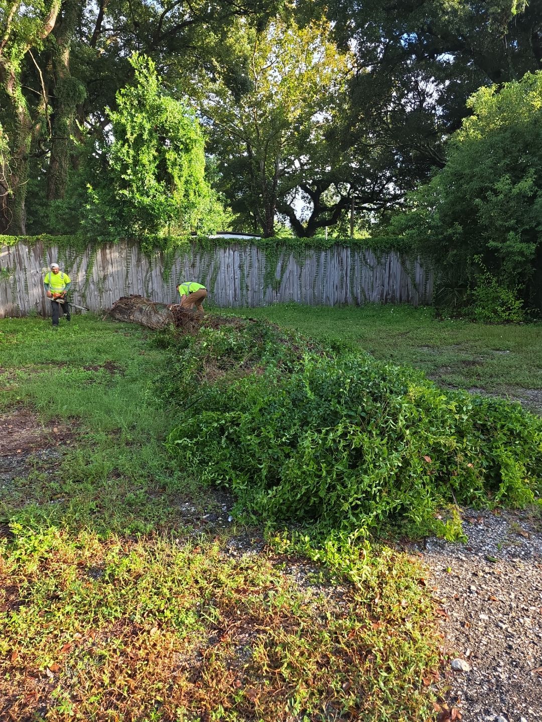 Crash Champions | Tree Removal & Cleanup by ProGreen Services
