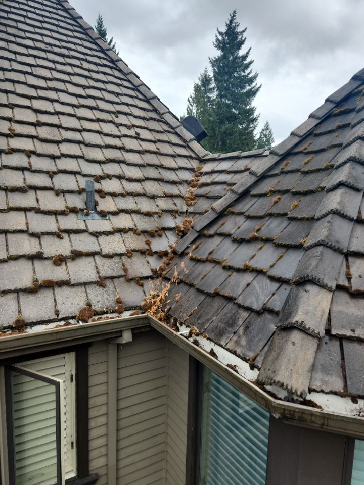 Moss Removal/ Treatment using Biocide by Willamette Outdoor Wash LLC
