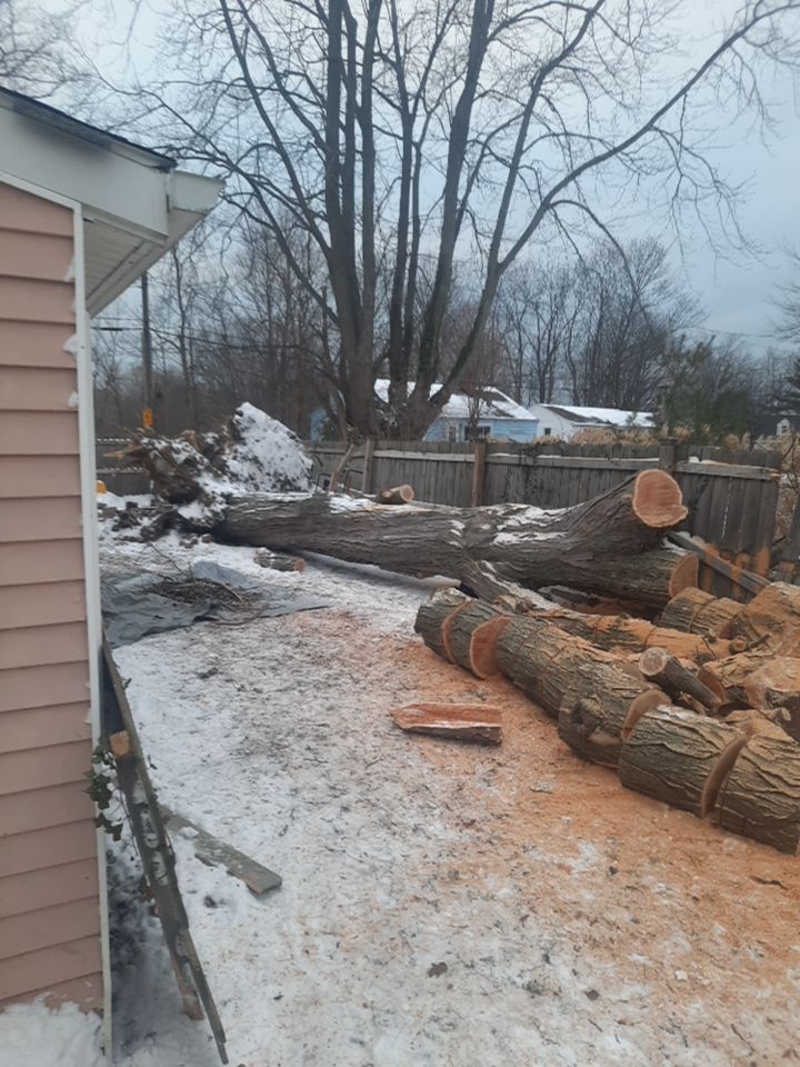 Storm Damaged Tree Removal  using Tree Removal by Mike Jones & Sons Tree Service LLC 