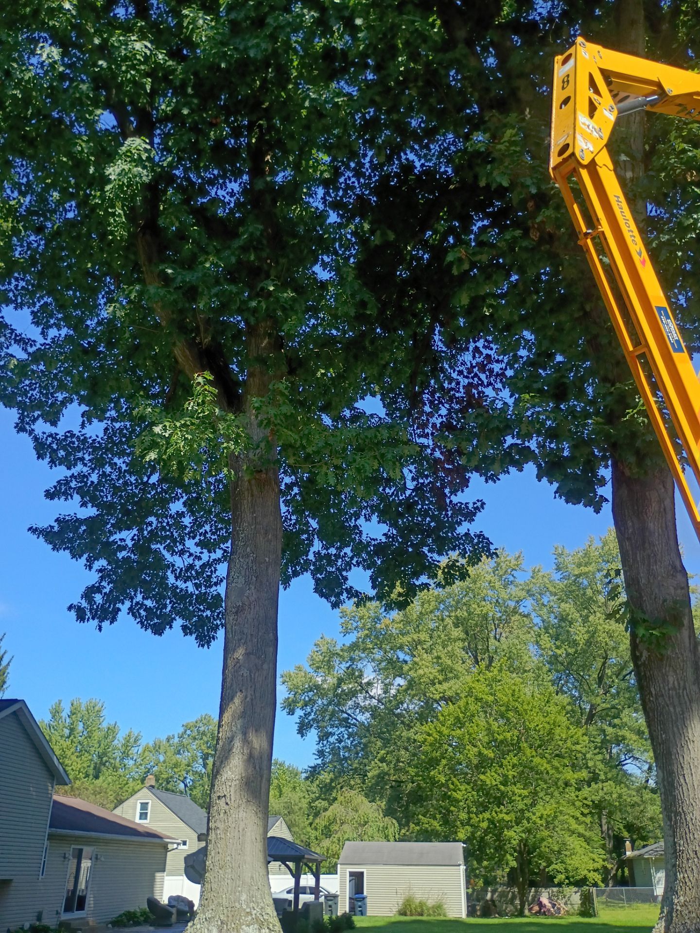 Tree Trimming & Tree Removal in Akron Ohio by Mike Jones & Sons Tree Service LLC 