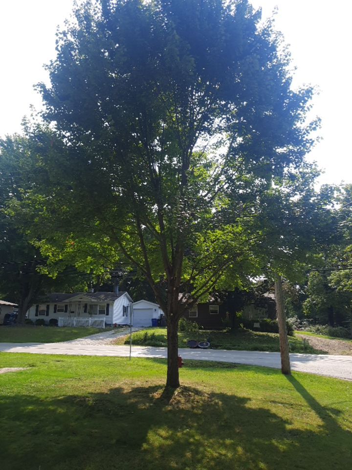 Tree Trimming using Tree Pruing by Mike Jones & Sons Tree Service LLC 