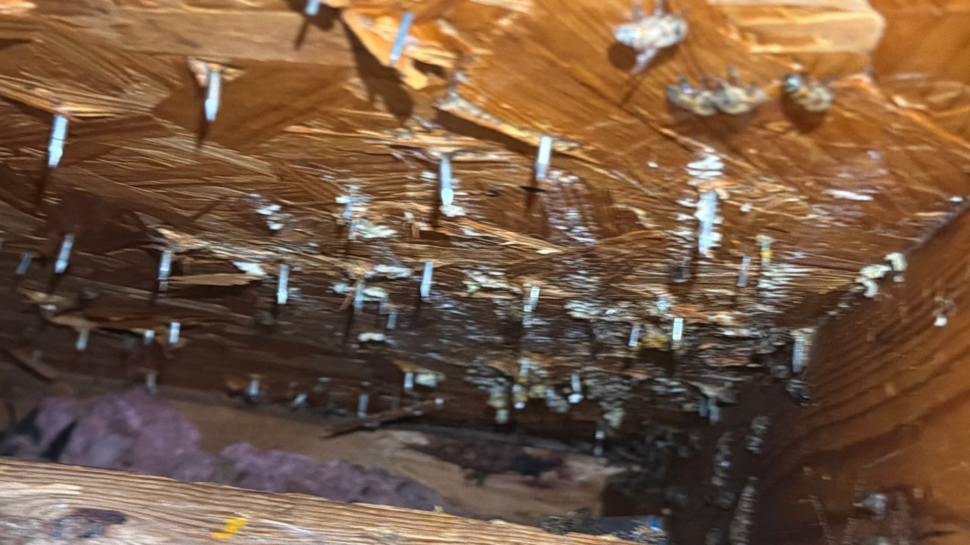 Kitchen ceiling bees by Rockwall Honey Bee Company