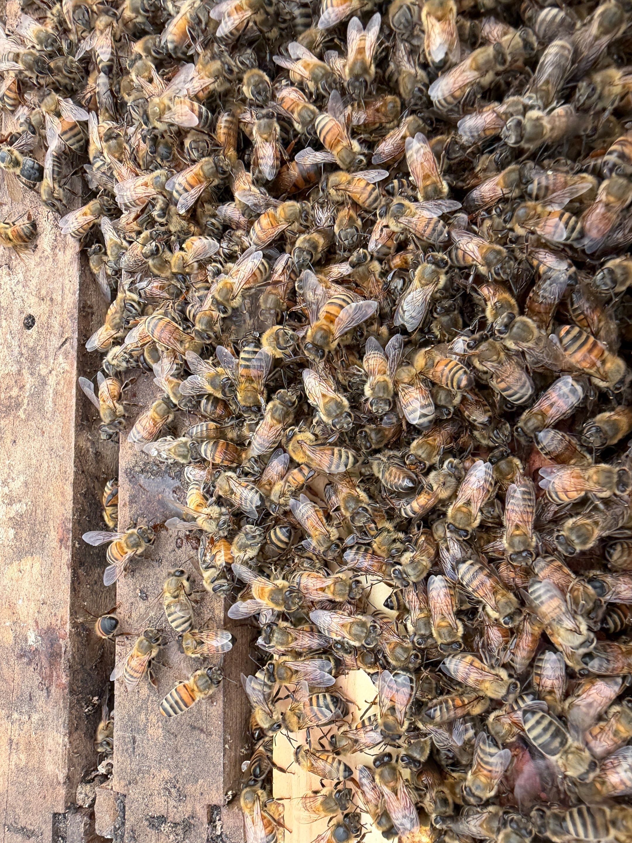 Exemption in Royse City, TX by Rockwall Honey Bee Company