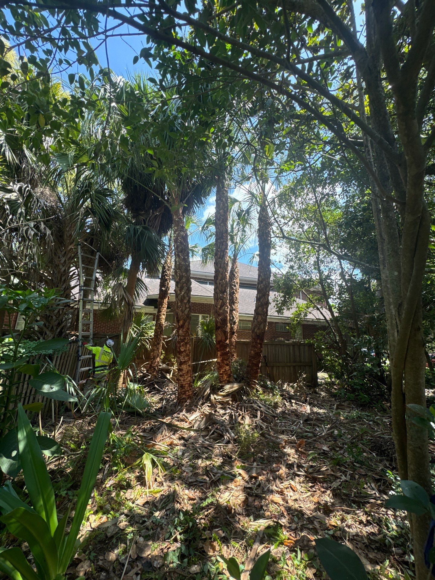 Deerwood Resident | Palm Tree Trimming & Booting by ProGreen Services