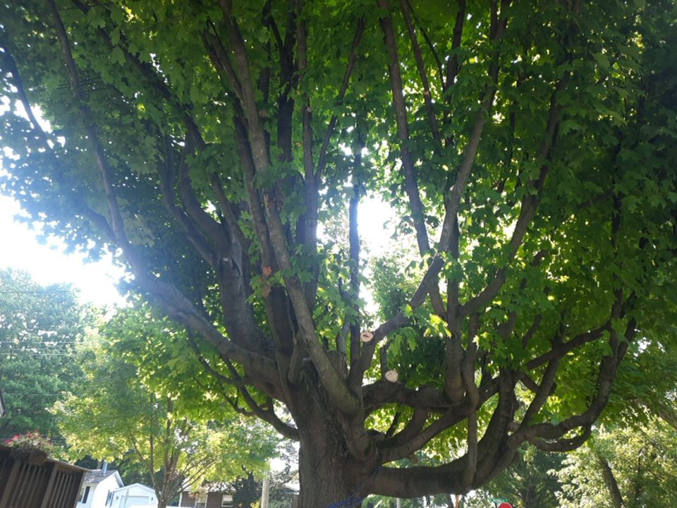 Tree Trimming using Tree Pruing by Mike Jones & Sons Tree Service LLC 