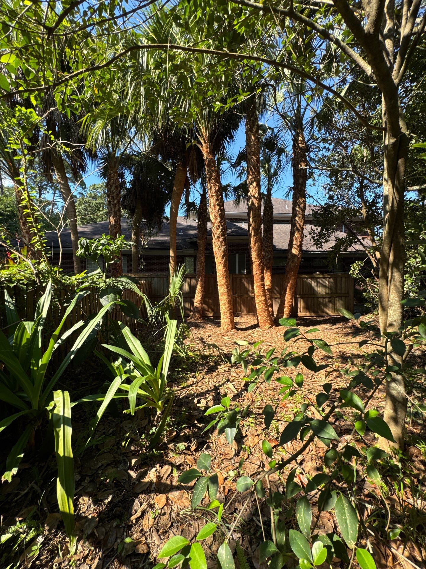 Deerwood Resident | Palm Tree Trimming & Booting by ProGreen Services