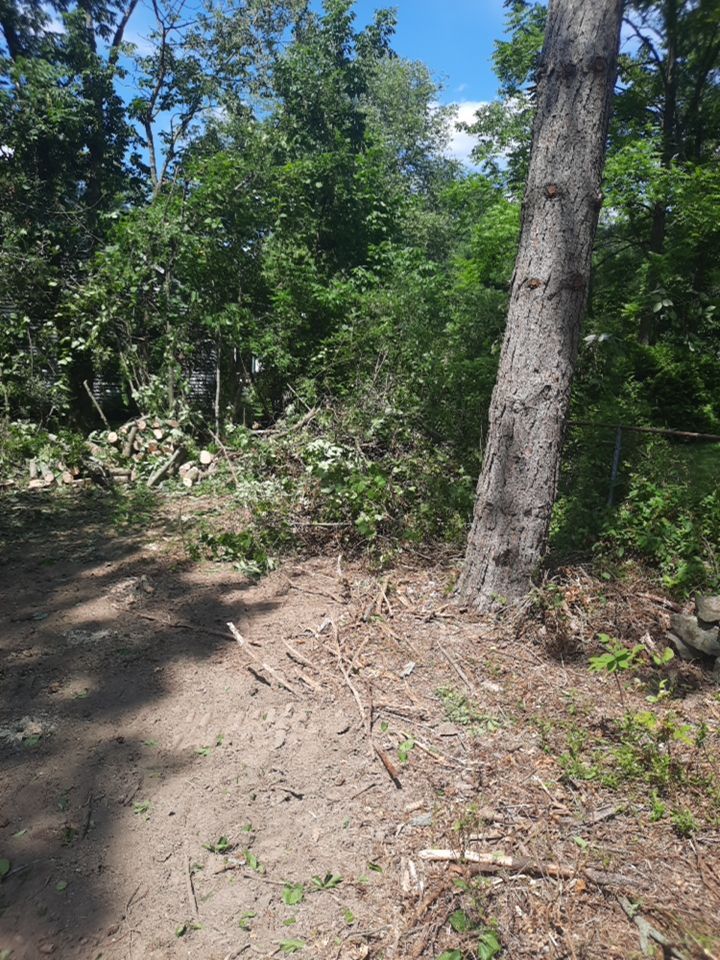 Tree Removal using Tree Removal by Mike Jones & Sons Tree Service LLC 