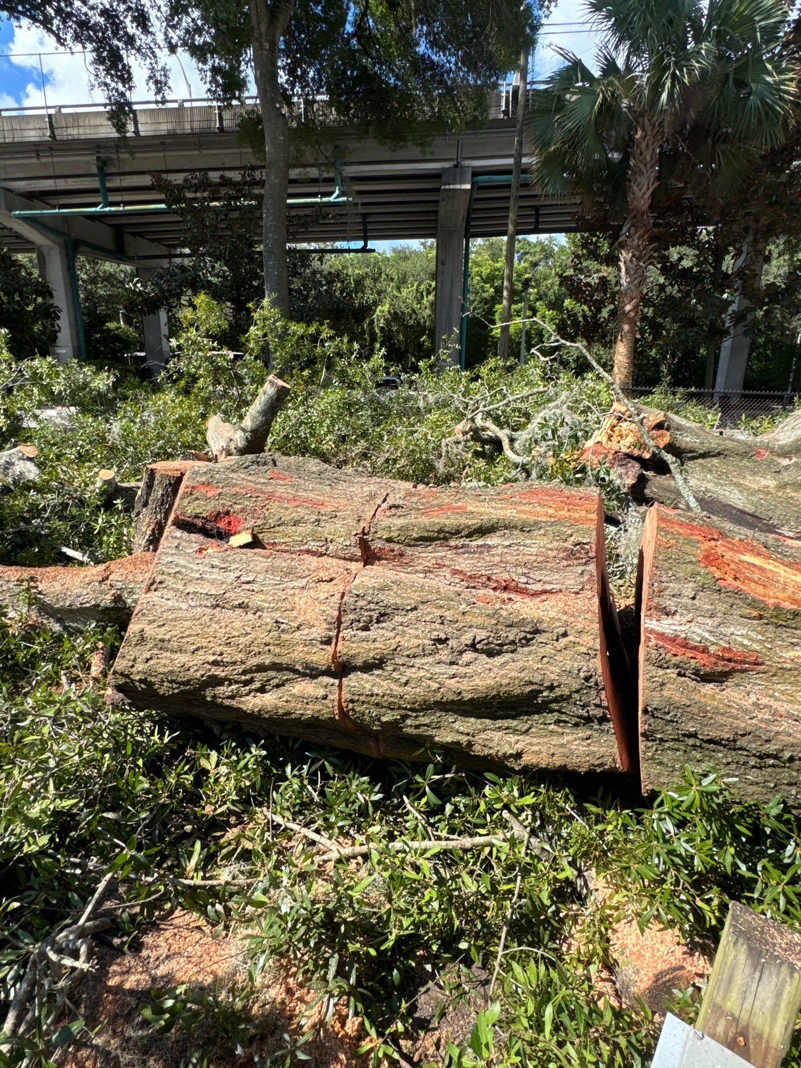 Welcome Center Tree Removal | Episcopal School of Jacksonville by ProGreen Services