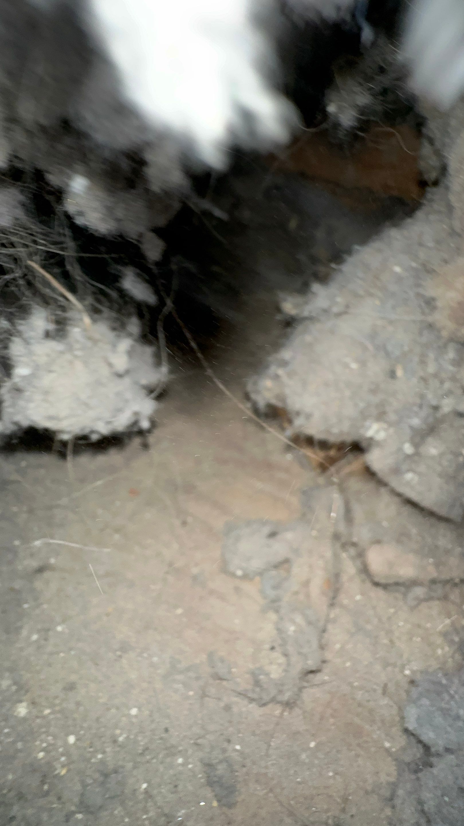 Dryer Vent Replacement by TMS Services