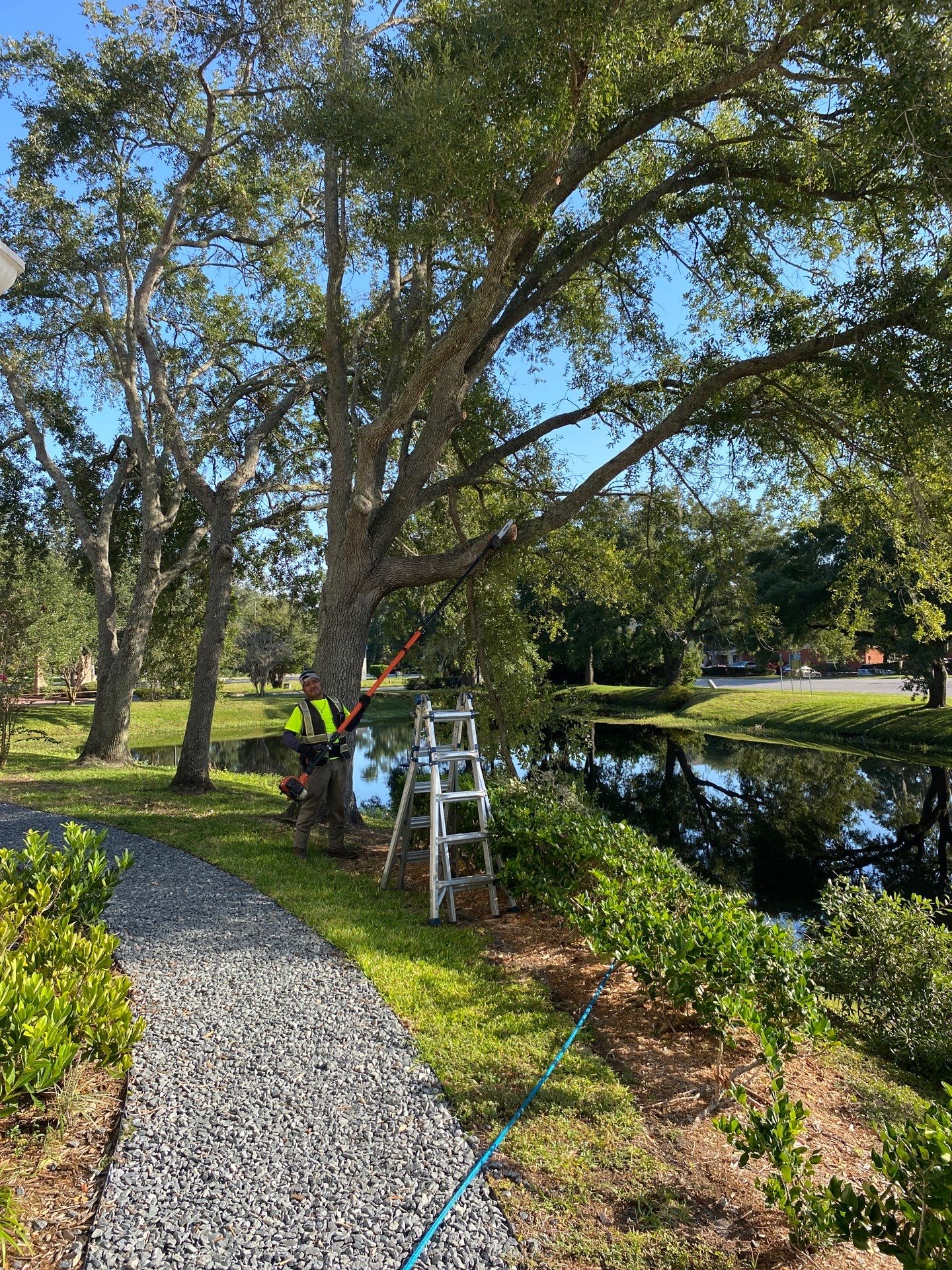 Tree & Shrub Removal | Marriott Hotel by ProGreen Services