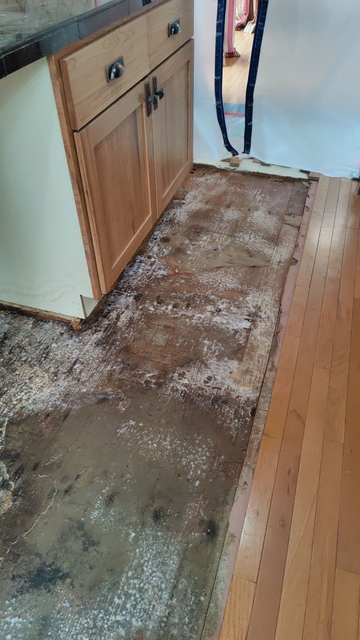 Mold Damage by Accountable Home Services