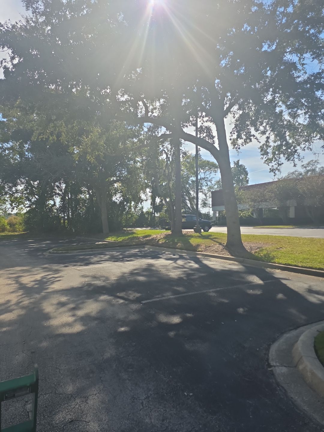 Tree & Palm Trimming | Commercial Property by ProGreen Services