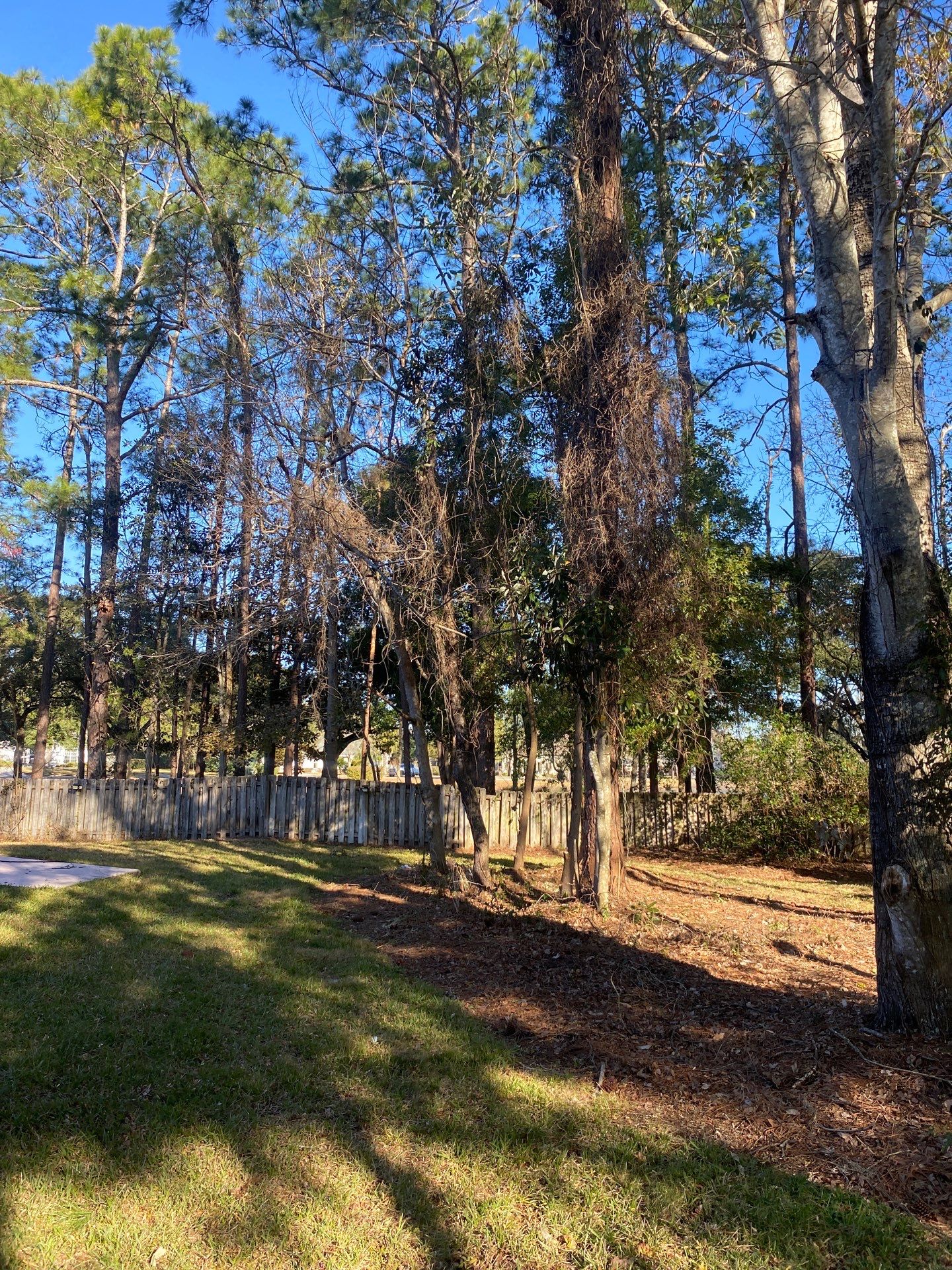 Deerwood Resident | Tree Removal & Clean-Up by ProGreen Services