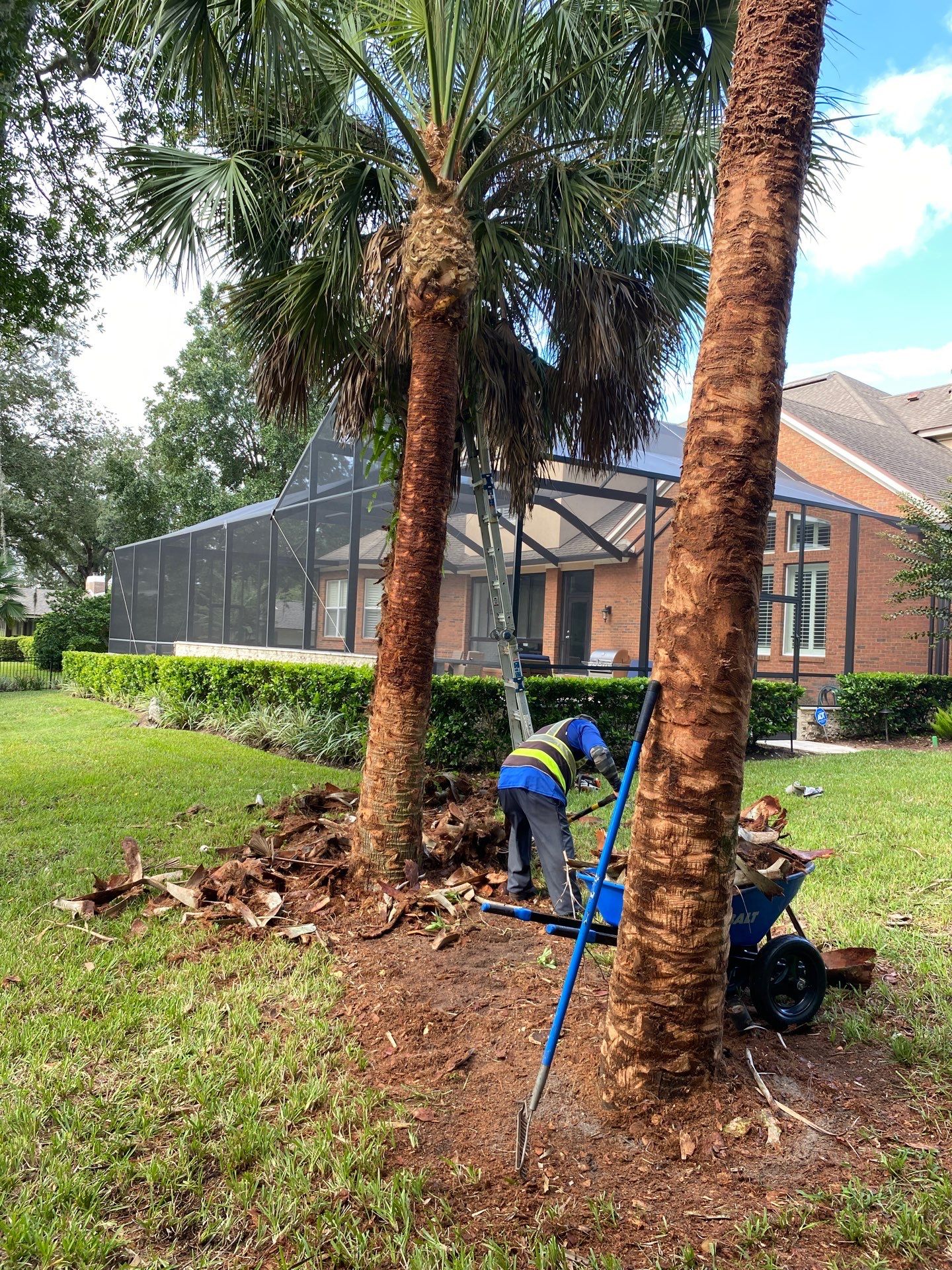 Deerwood Residence | Palm Tree Trimming by ProGreen Services
