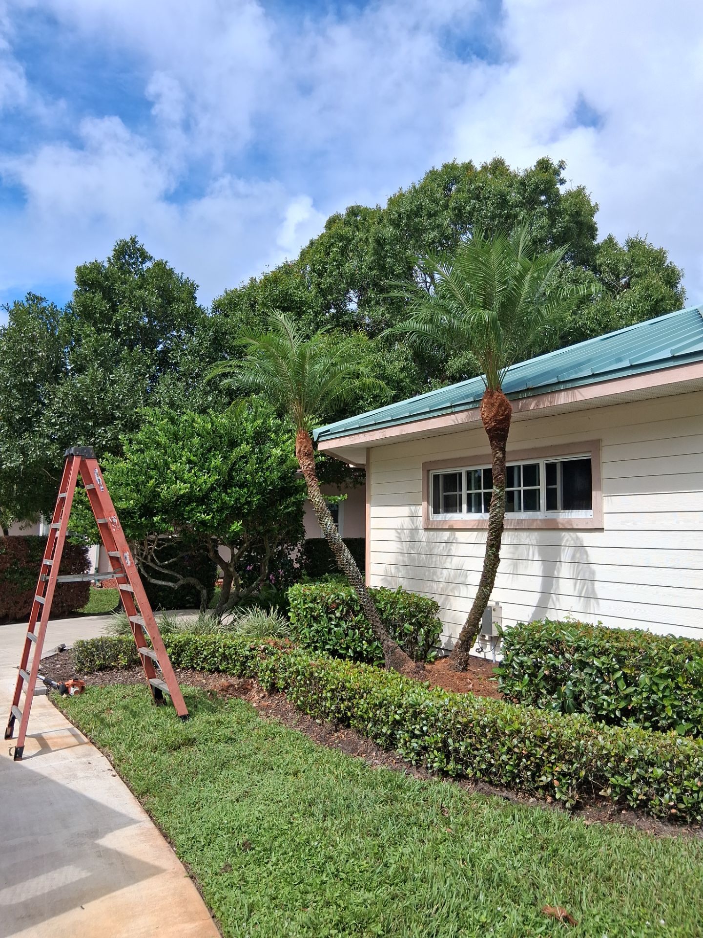 🌴 A Masterclass in Proper Palm Tree Cleaning & Trimming in Palm City Community by Alpha Zeta Enterprises Inc