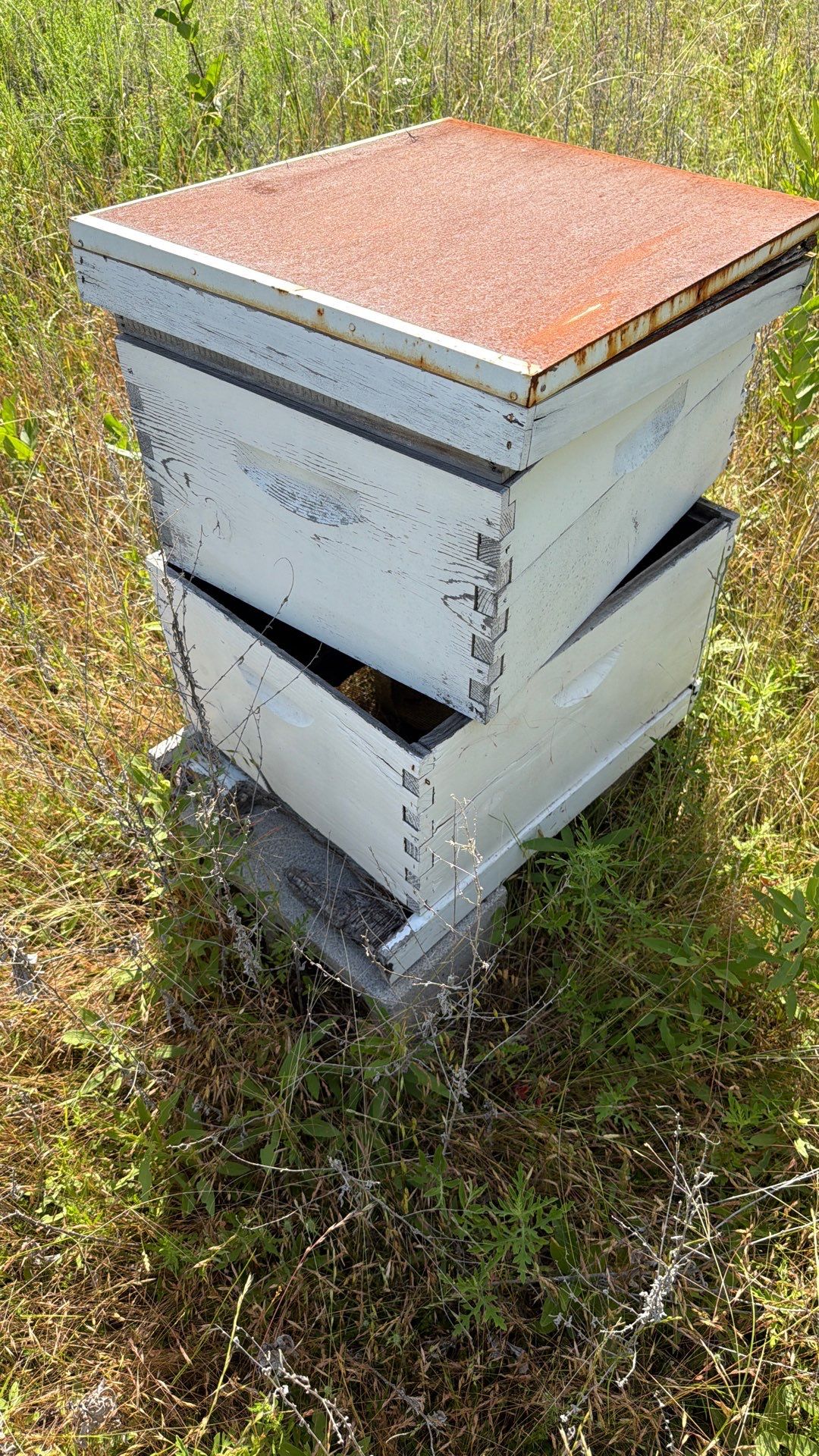 Baseball Diamond Apiary by Rockwall Honey Bee Company