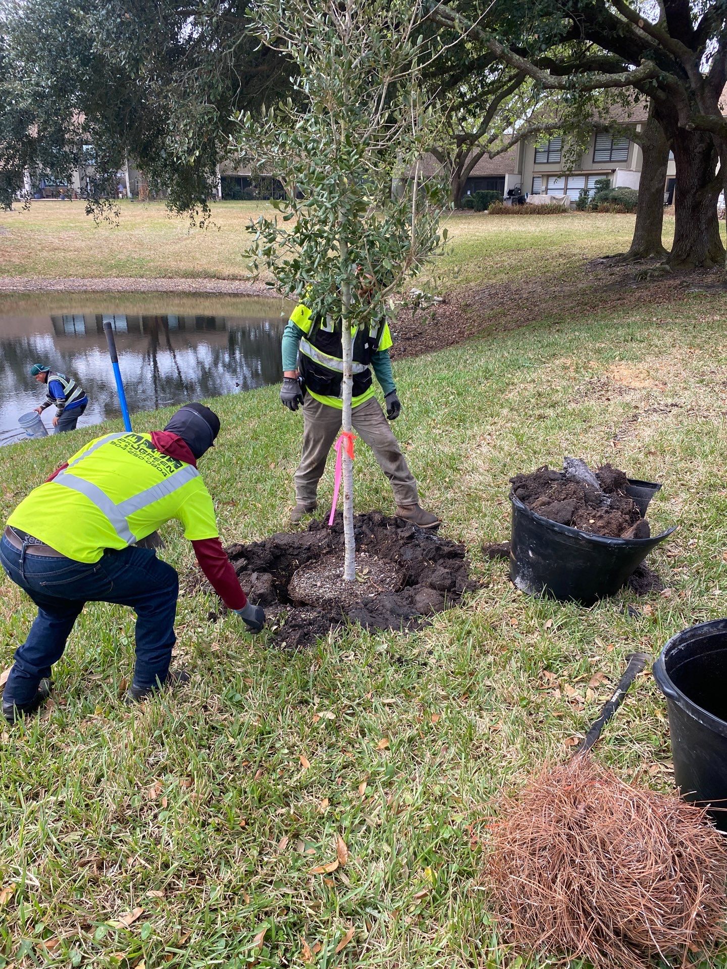 Deerwood Resident | Tree Install by ProGreen Services