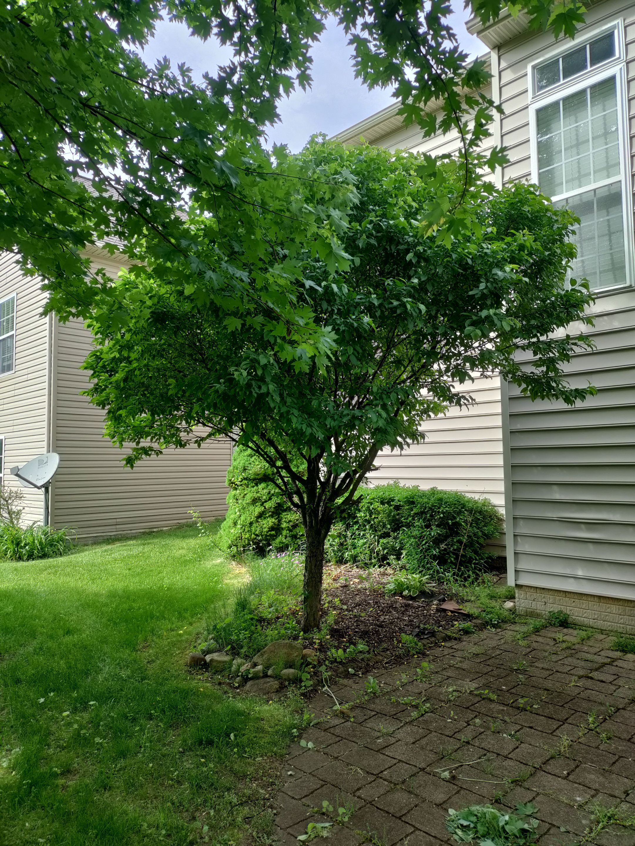 Tree Removal using Tree Removal by Mike Jones & Sons Tree Service LLC 