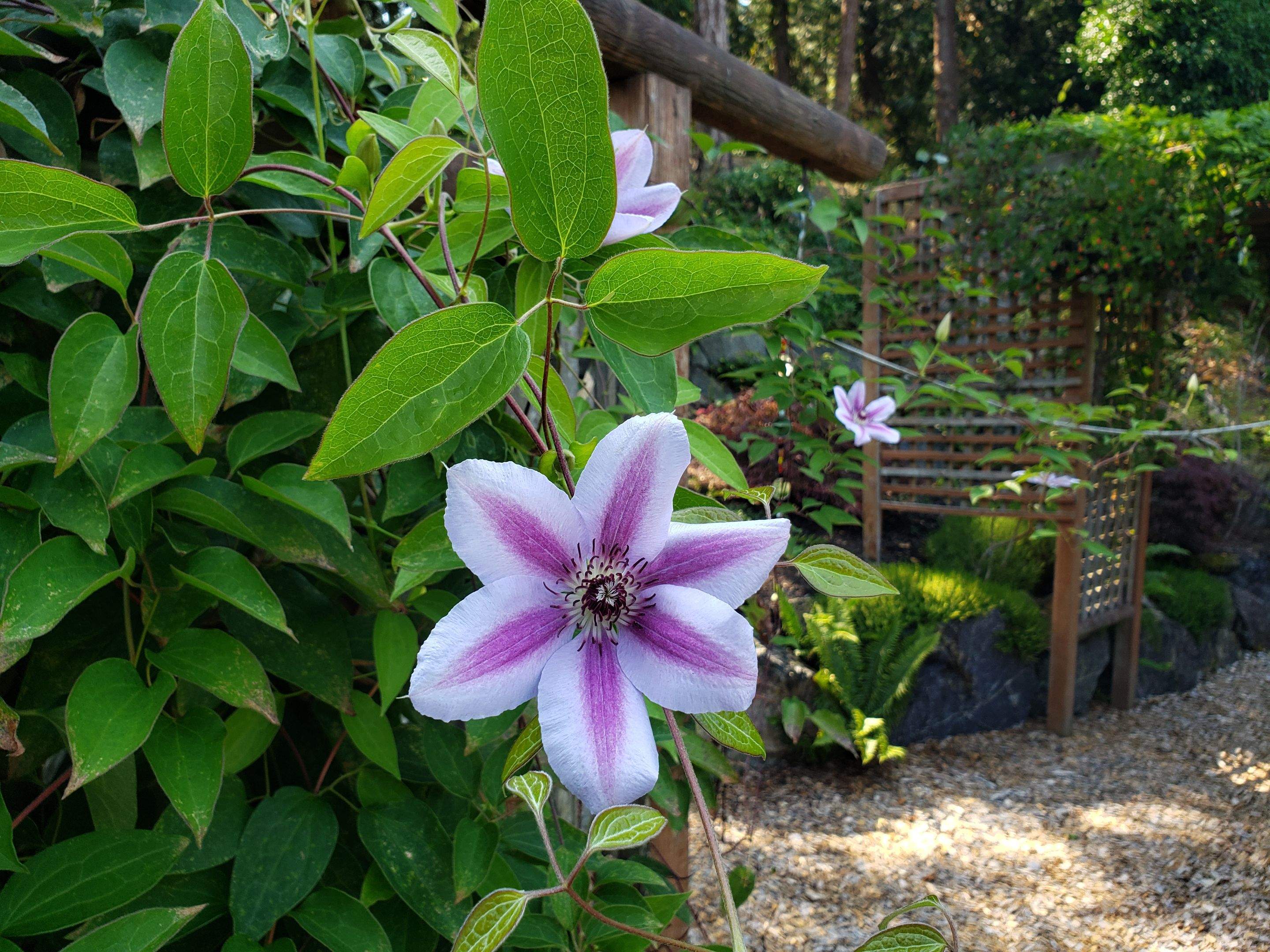 Garden Care - North Saanich Residence by Habanero Garden and Exterior Care