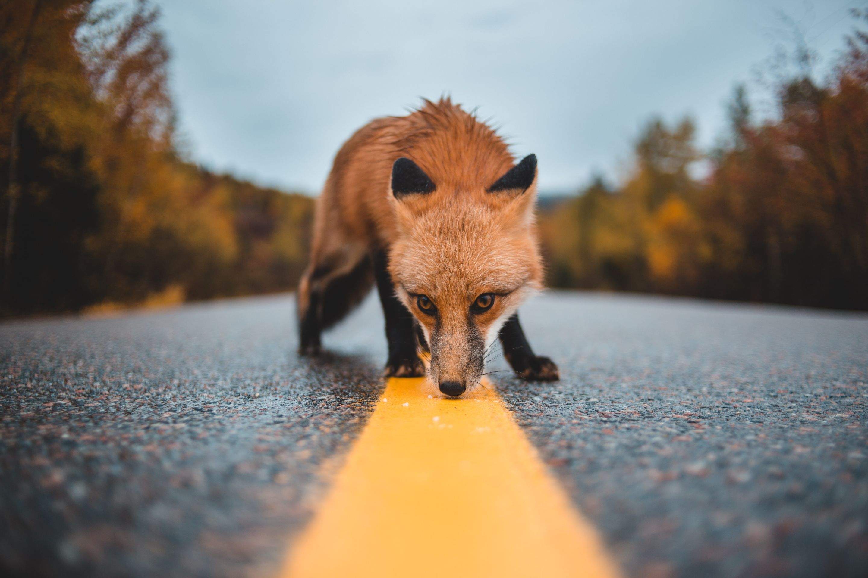 Animals using Ruby by CompanyCam