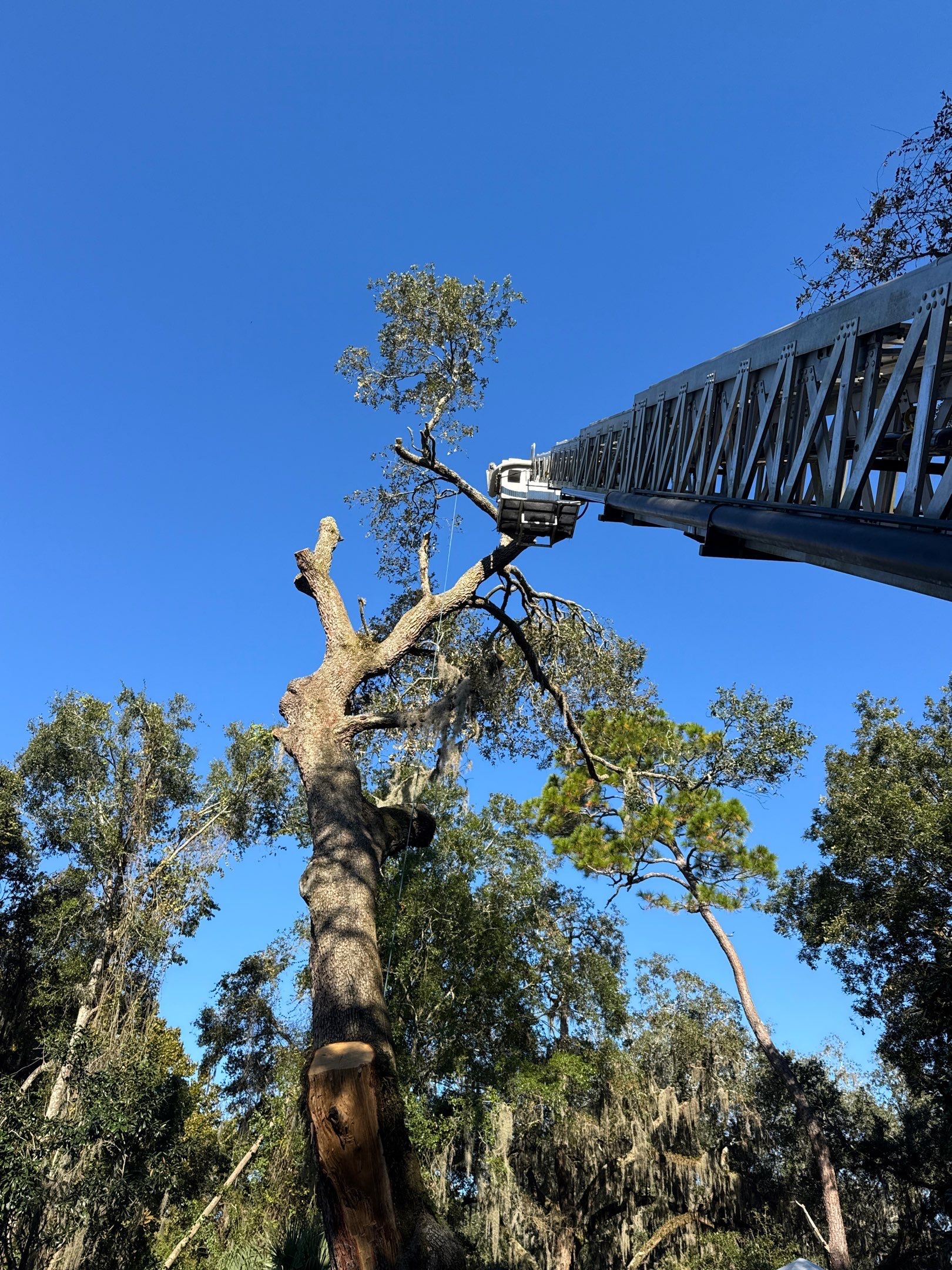 Episcopal | Large Tree Removal by ProGreen Services