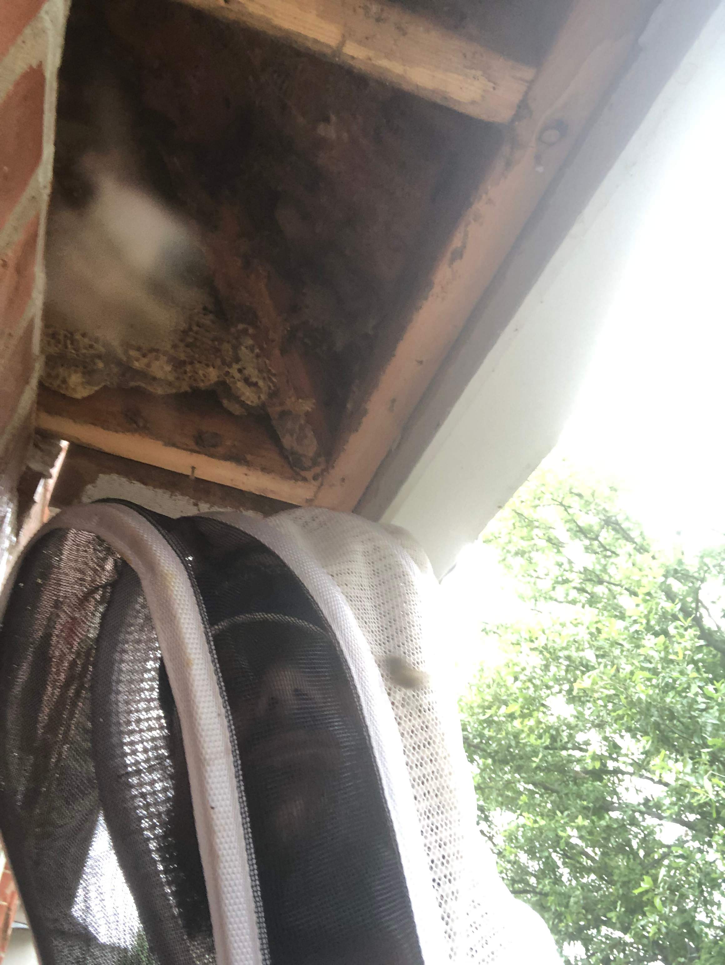 Caution! by Rockwall Honey Bee Company