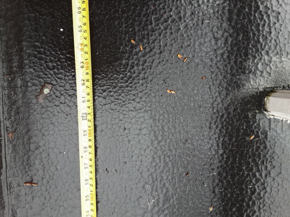 Residential Roof Replacement using Patio Roof by Absolute Roofing and Construction