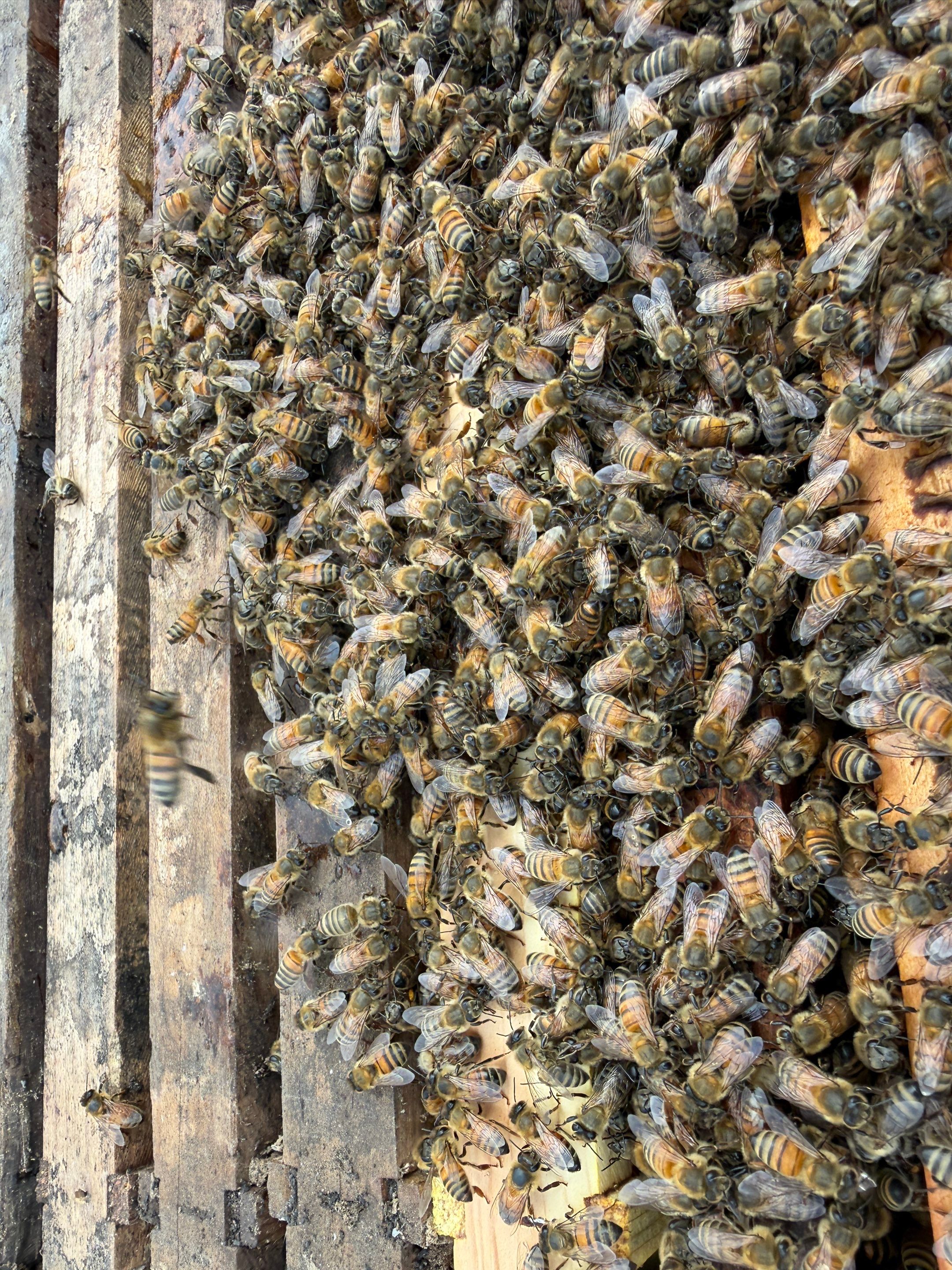 Exemption in Royse City, TX by Rockwall Honey Bee Company