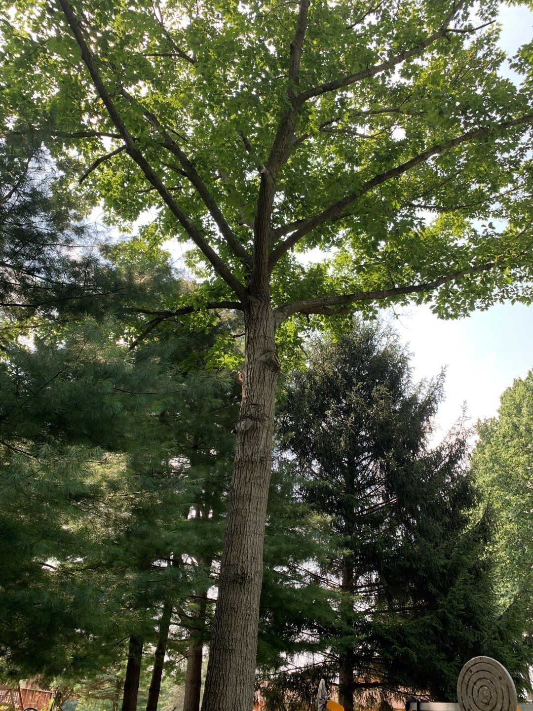 Tree Trimming by Mike Jones & Sons Tree Service LLC 