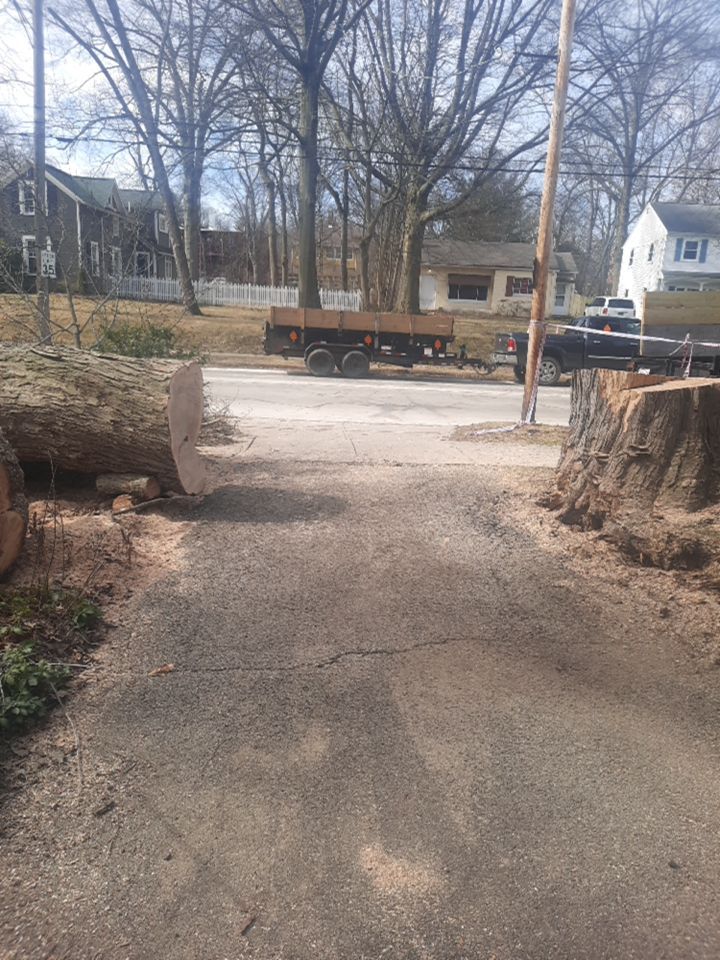 Tree Removal using Tree Removal by Mike Jones & Sons Tree Service LLC 