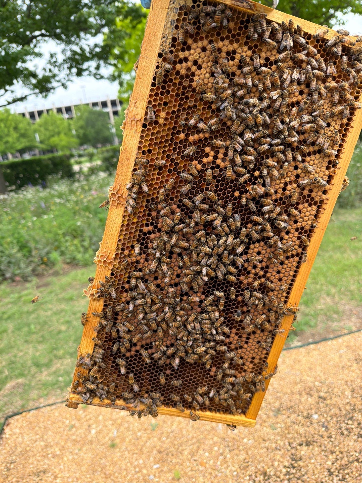 Richdardson Corporate Bees by Rockwall Honey Bee Company