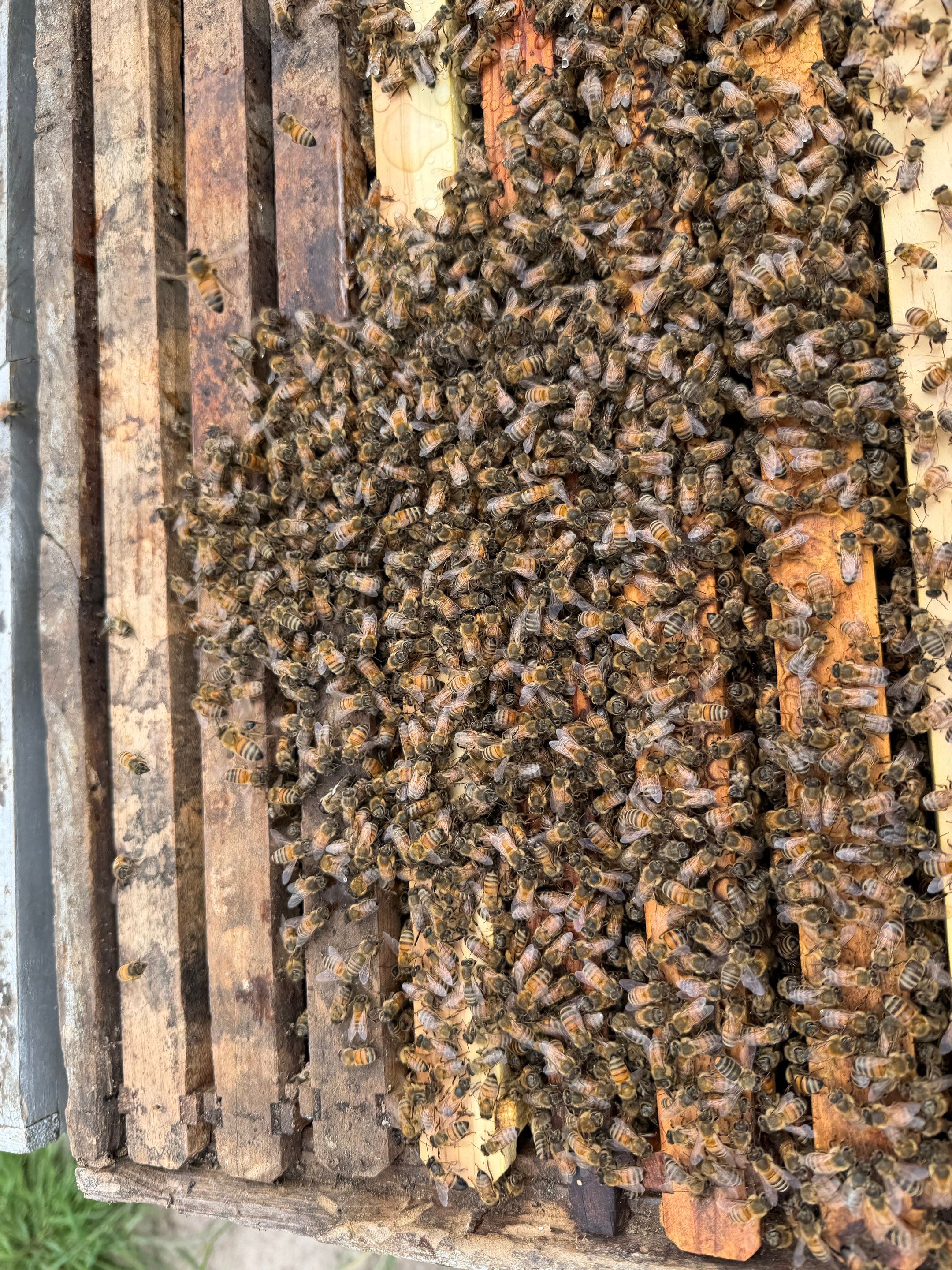Exemption in Royse City, TX by Rockwall Honey Bee Company