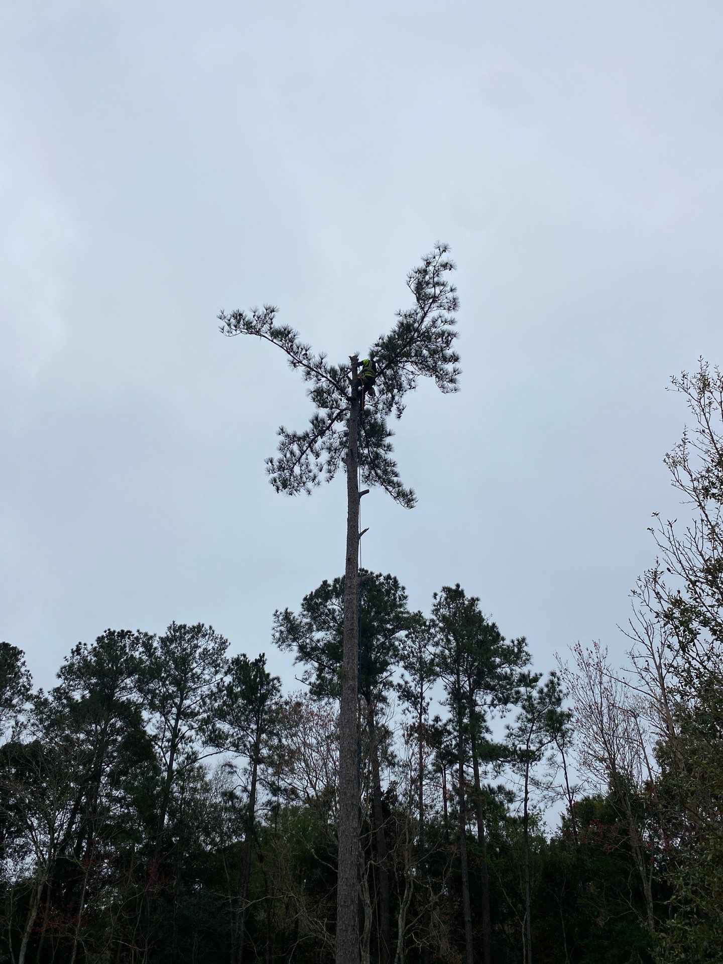 Deerwood Resident | Tree Removal by ProGreen Services