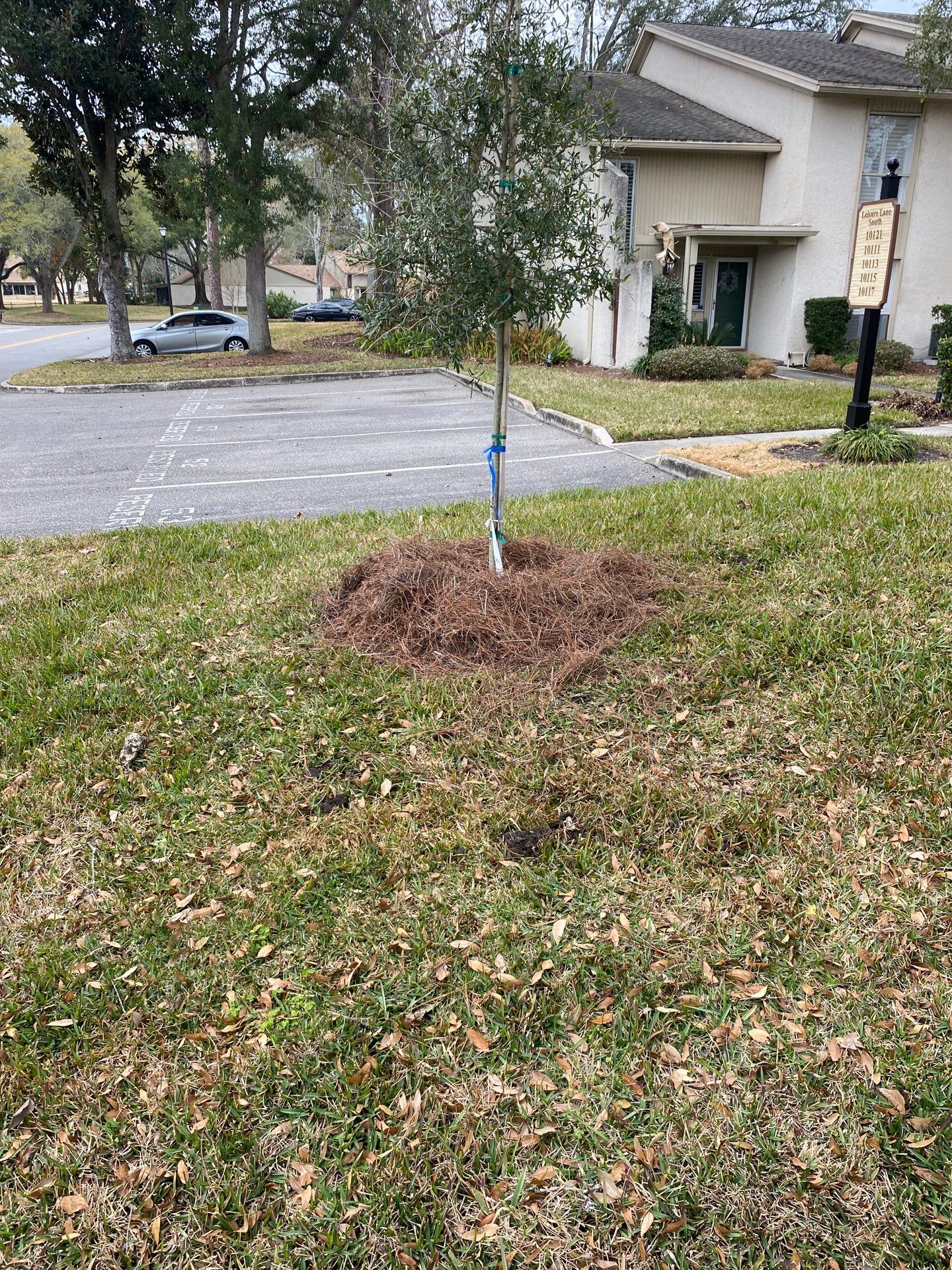 Deerwood Resident | Tree Install by ProGreen Services