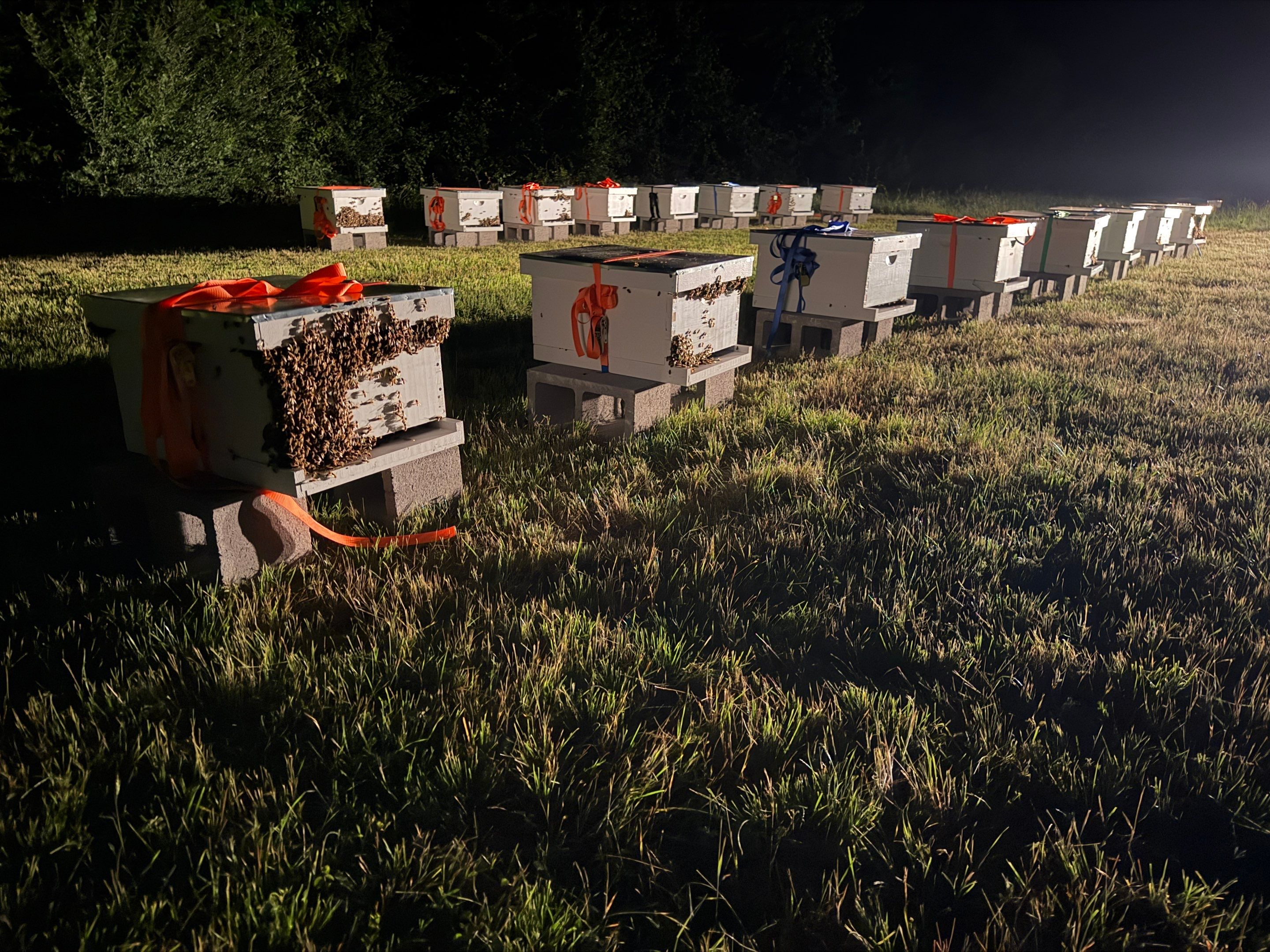 45 colonies in three apiaries by Rockwall Honey Bee Company