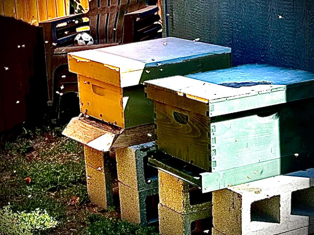 Project in Dallas by Rockwall Honey Bee Company