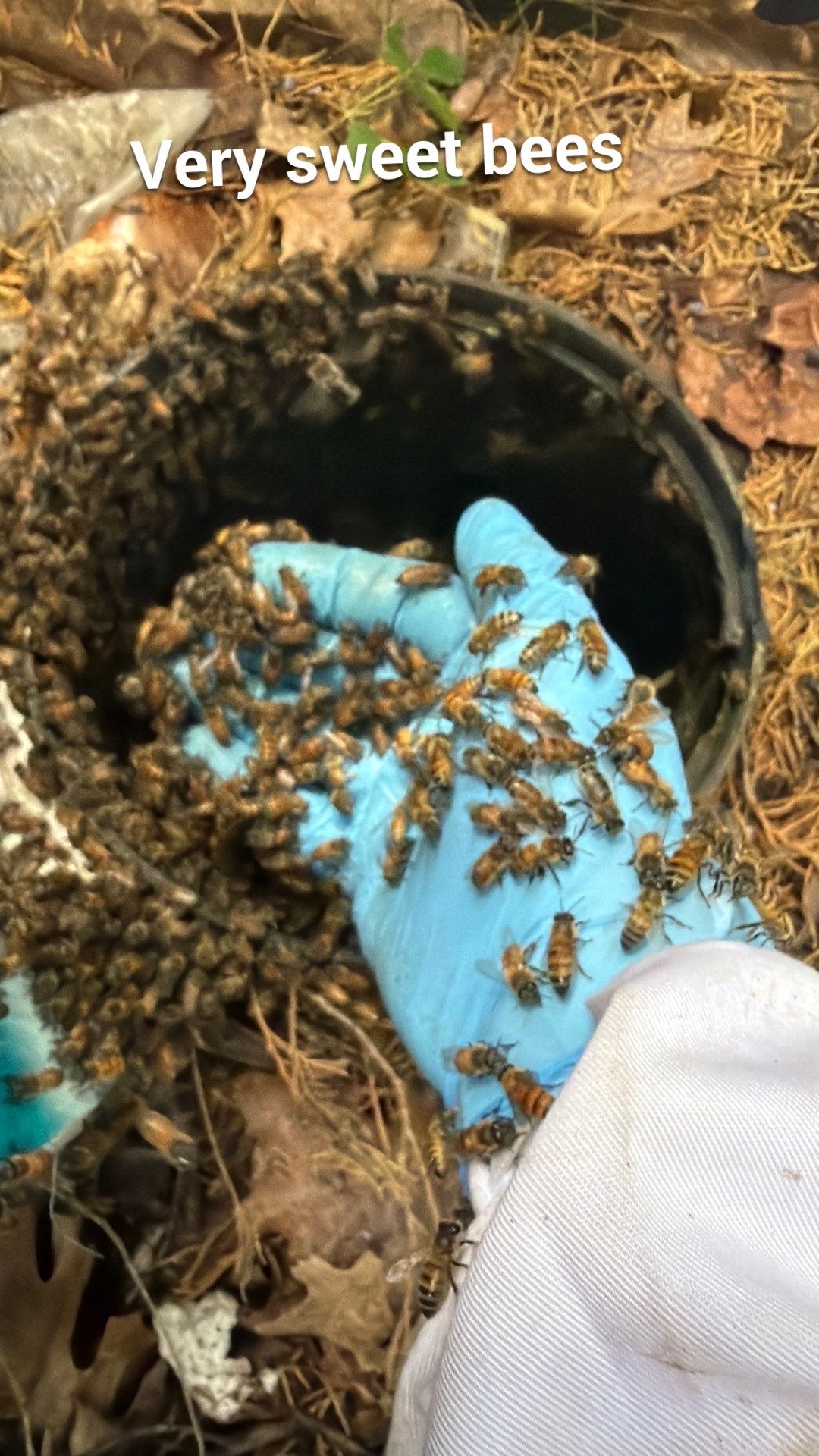 Mossy Mystery Bees by Rockwall Honey Bee Company