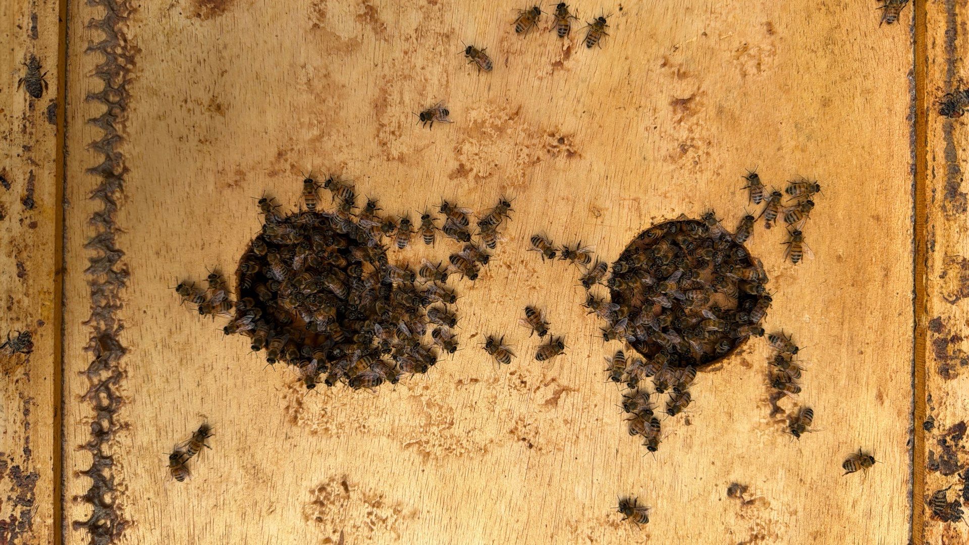 Happy Parking Lot Bee Hive by Rockwall Honey Bee Company