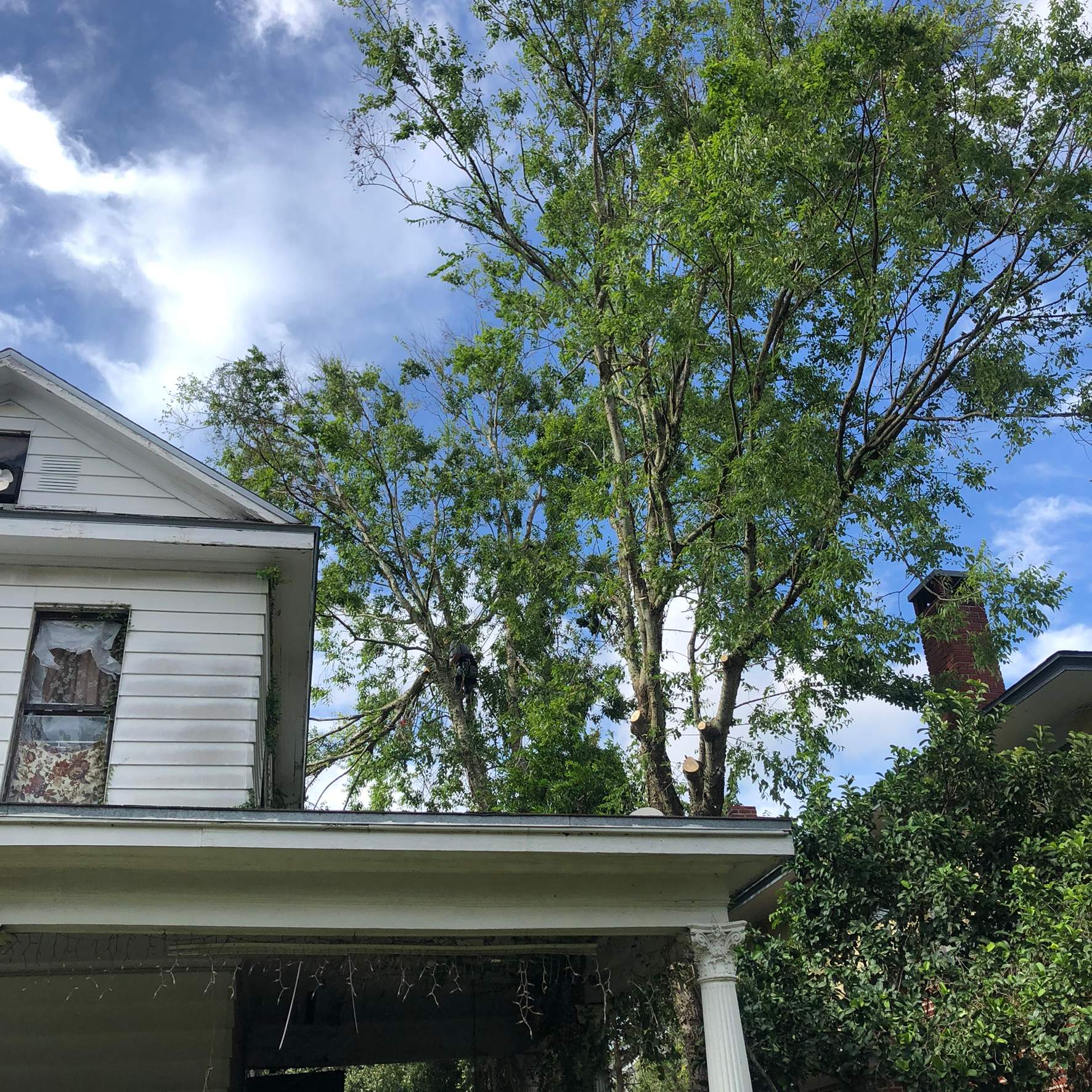 Extreme Clean Up | Riverside Area by ProGreen Services