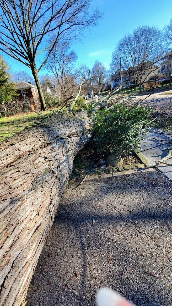 Tree Removal using Tree Removal by Mike Jones & Sons Tree Service LLC 