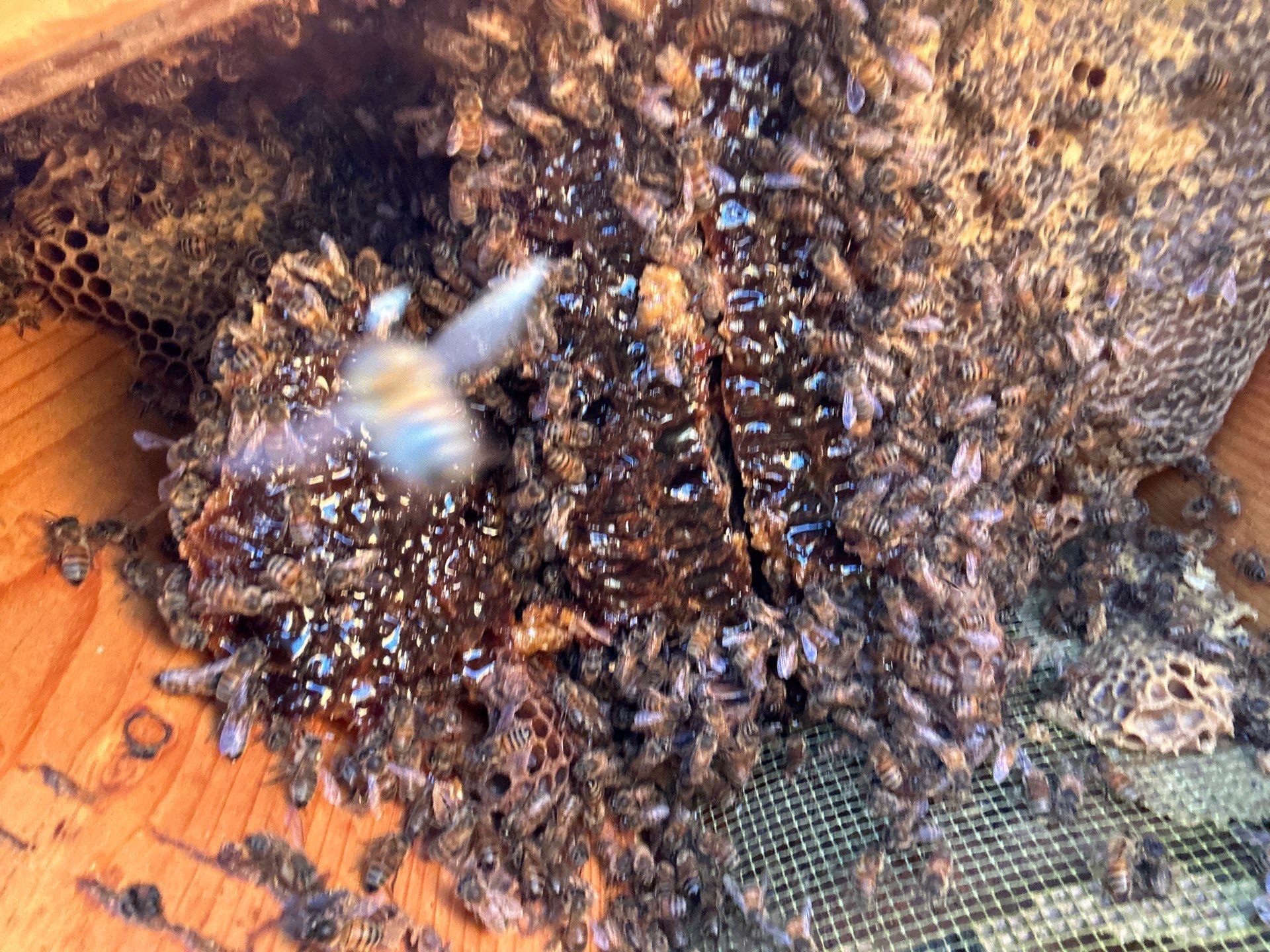 Honey bee hives in trees.. right here in Rockwall! by Rockwall Honey Bee Company