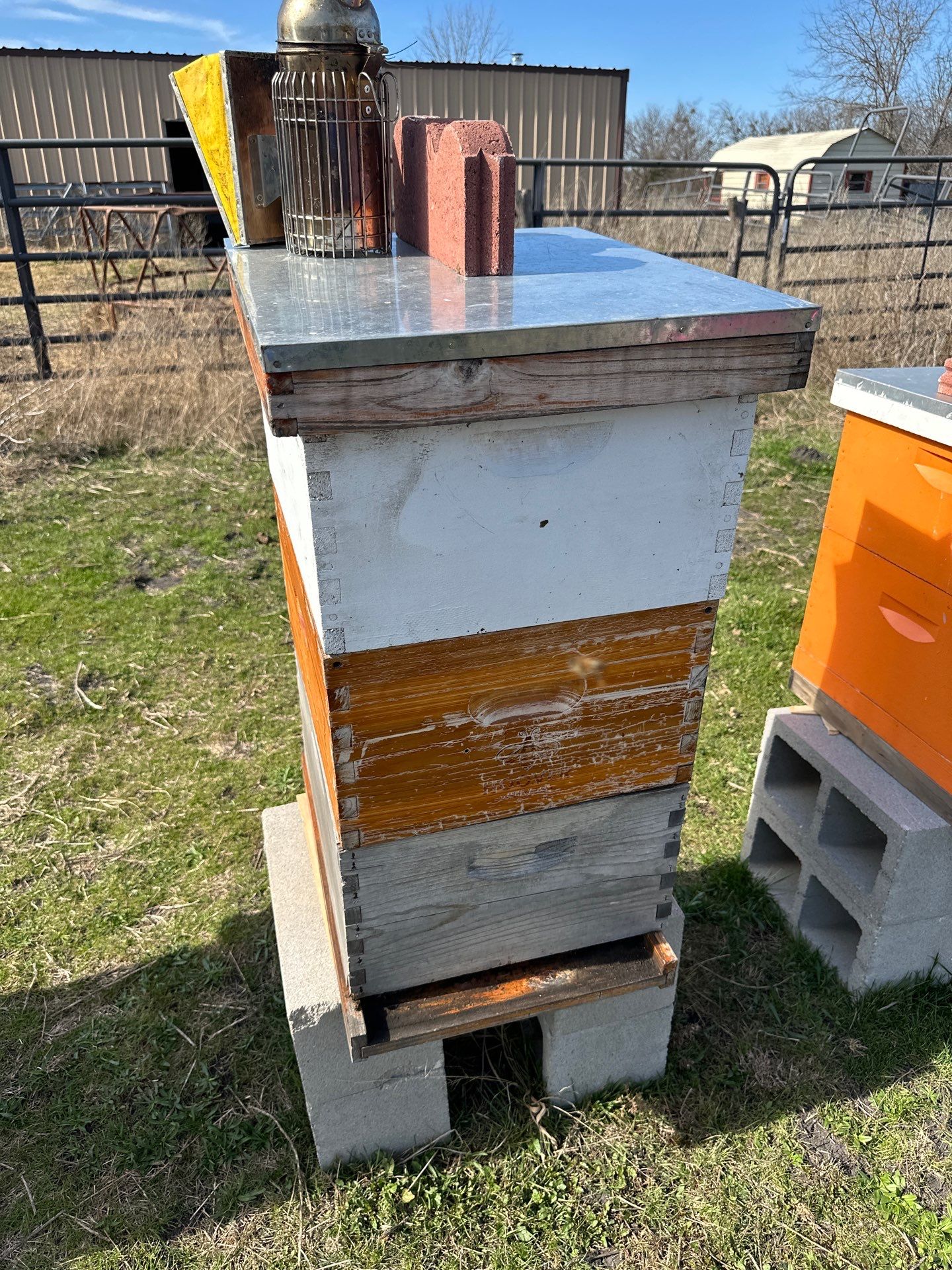 Bees for Ag. Exemption in Rockwall by Rockwall Honey Bee Company