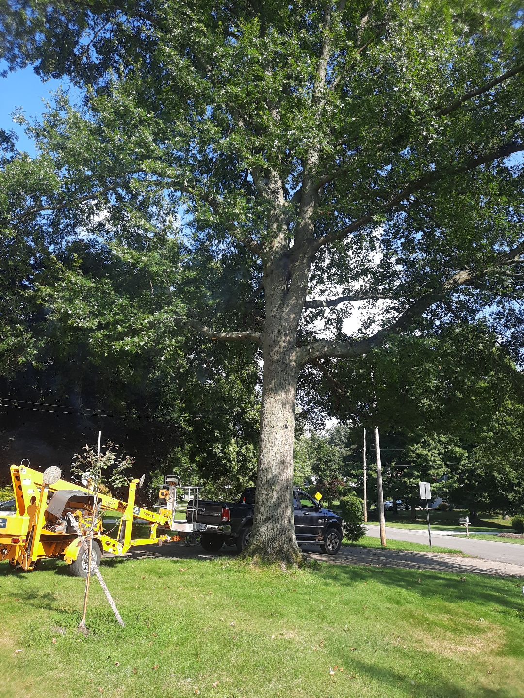 Tree Trimming using Tree Pruing by Mike Jones & Sons Tree Service LLC 