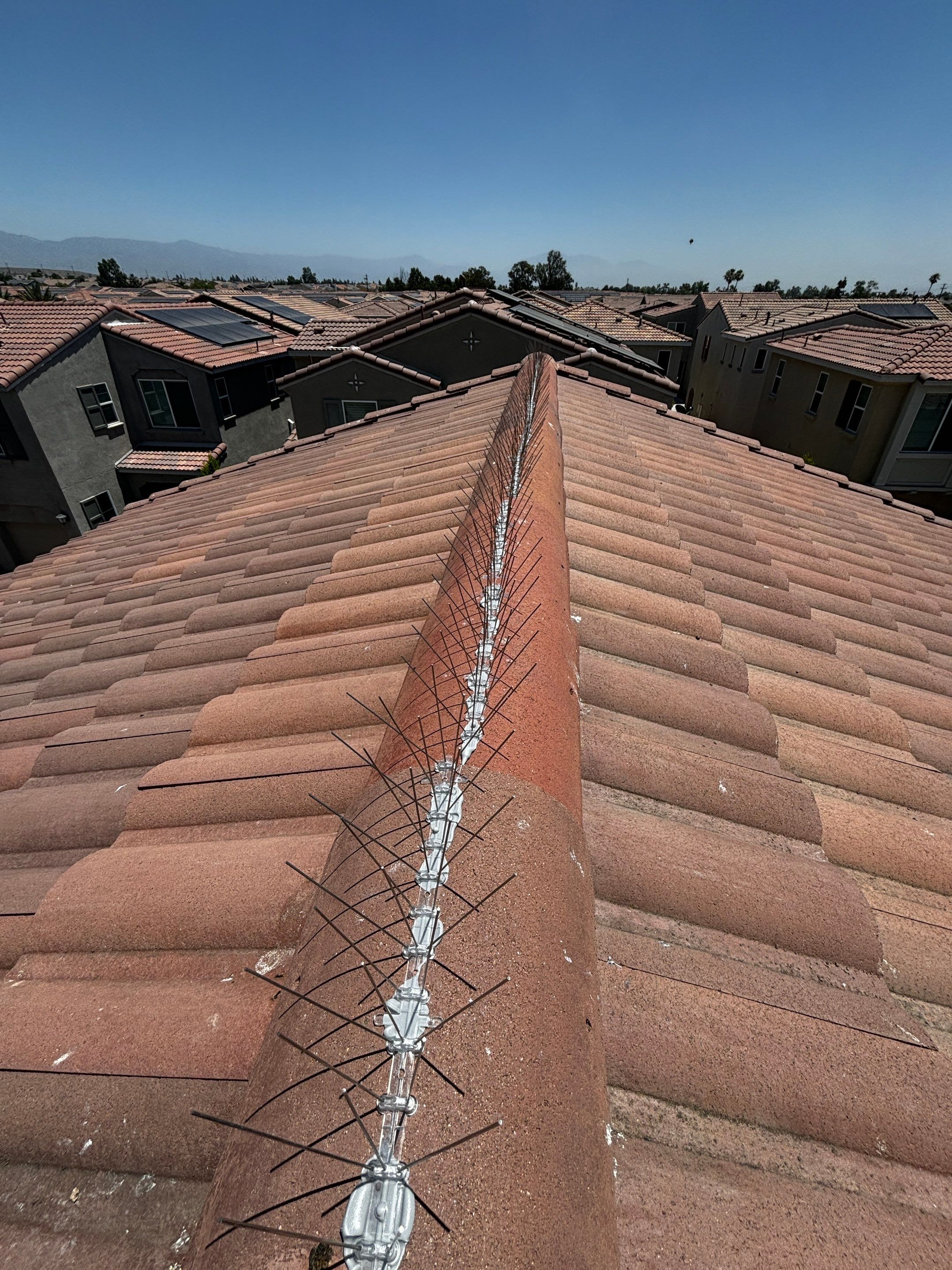 Solar Panel Bird Proofing in Fontana Ca by Palm Coast Solar Cleaning