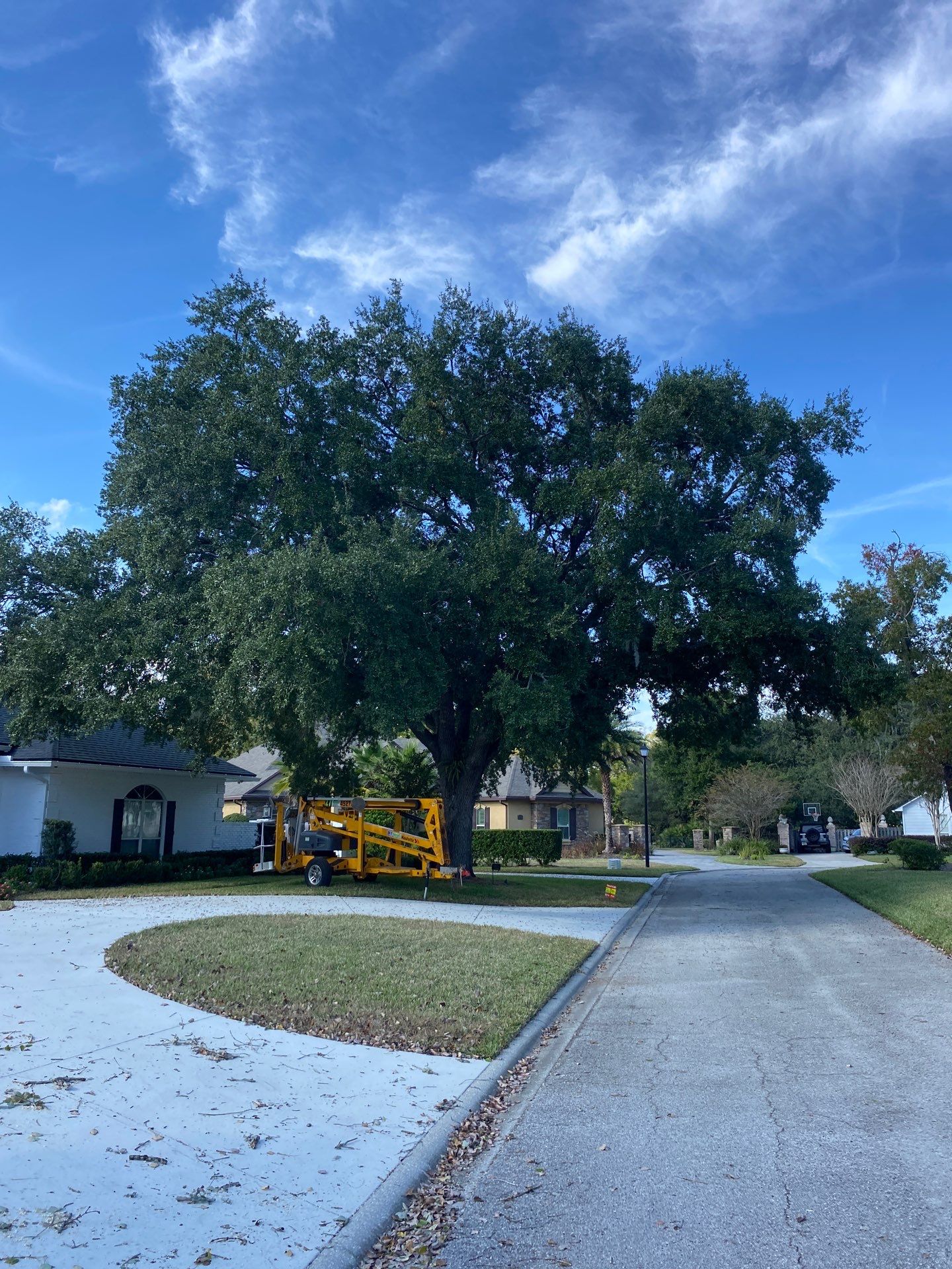 Deerwood Resident | Tree Removal & Shrub Shaping by ProGreen Services
