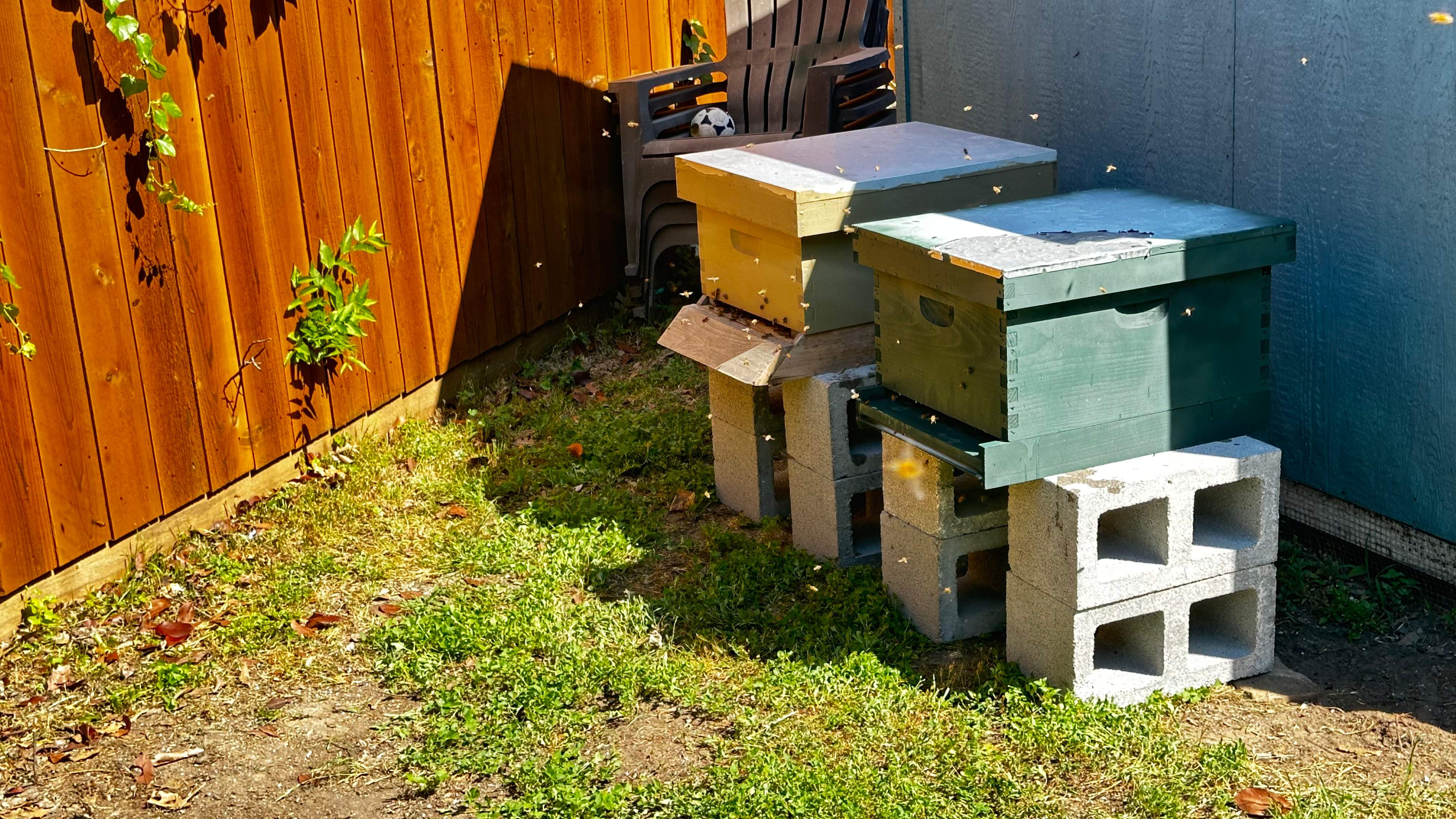 Project in Dallas by Rockwall Honey Bee Company