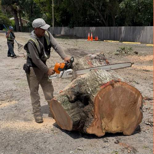 Tree Removal | Episcopal School of Jacksonville by ProGreen Services